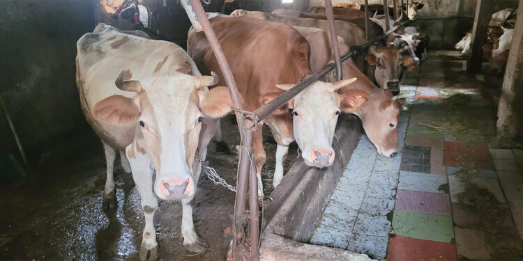 Kurban kesimi öncesi kene uyarısı