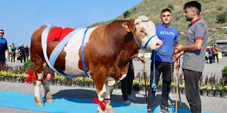 Sultangazi’de ‘En Güzel Kurban Yarışması’ düzenlendi