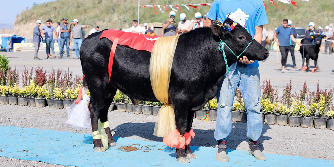 Sultangazi’de kurulan kurban pazarında ‘En Güzel Kurban Yarışması’ düzenlendi. Türkiye’nin farklı illerinden Kurban Bayramı için İstanbul’a getirilen kurbanlıklar yarışma için sahipleri tarafından süslendi.