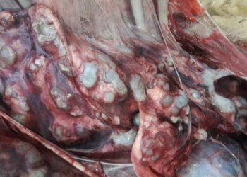 Kurbanlıkların sakatatlarında kist uyarısı