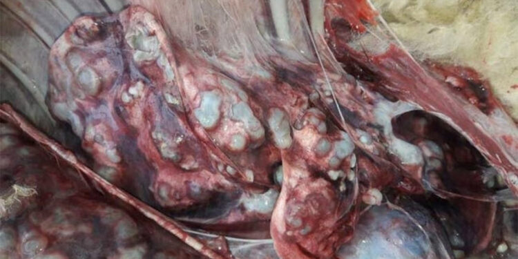 Kurbanlıkların sakatatlarında kist uyarısı