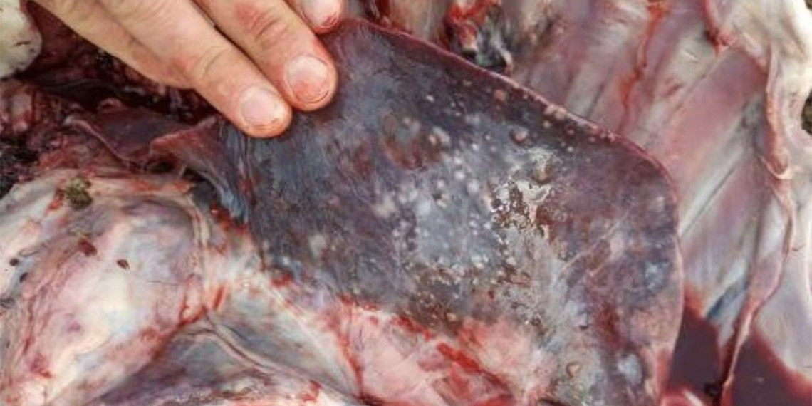 Çukurova Üniversitesi Halk Sağlığı Ana Bilim Dalı Öğretim Üyesi Prof. Dr. Ertan Kara kurbanlıkların sakatatlarında kist görülmesi durumunda tüketilmemesi gerektiğini belirterek, "Bu etleri tüketen insanlarda etkiler yıllar sonra ortaya çıkabilir. Sarılık ve safra kesesi tıkanıklığına yol açıyor" dedi.