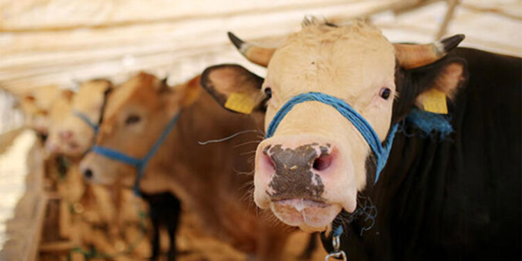 Kurban etleri ortam sıcaklığında bekletilmemeli