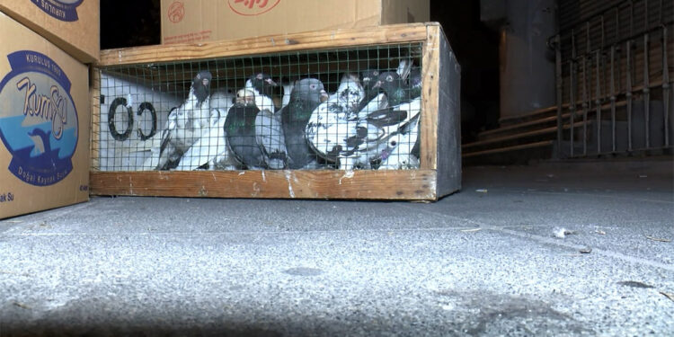 Kuş mezatı yapılan lokale saldırı; 1 ölü