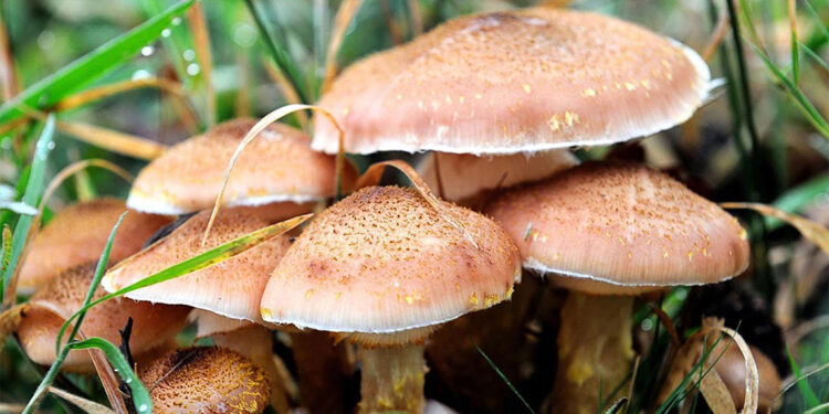 Mantar zehirlenmesi artıyor; 16 saat sonra öldürüyor