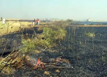Mardin'de 200 dönüm ekili buğday yandı