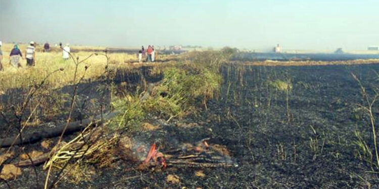 Mardin'de 200 dönüm ekili buğday yandı