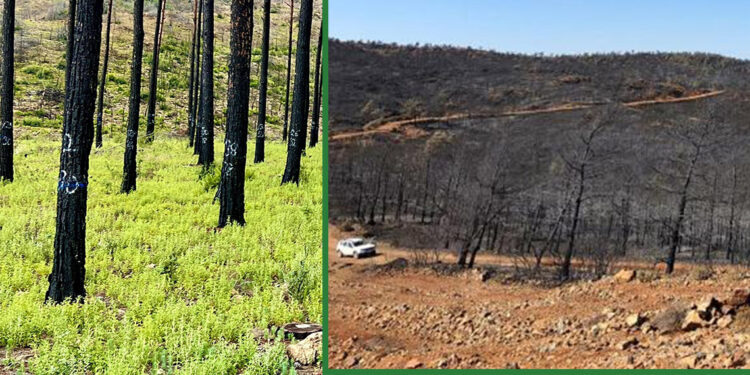 Yanan alanlarda denenen teknik ile orman yeşerdi