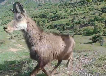Nadir görülen dağ keçisi türü şamua'ların sayısı arttı