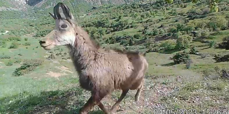 Nadir görülen dağ keçisi türü şamua'ların sayısı arttı