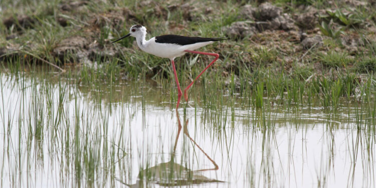 Nehil Sazlığı'nda kuş sayısı azaldı
