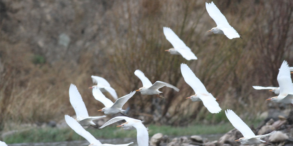 Nehil Sazlığı'nda kuş sayısı azaldı