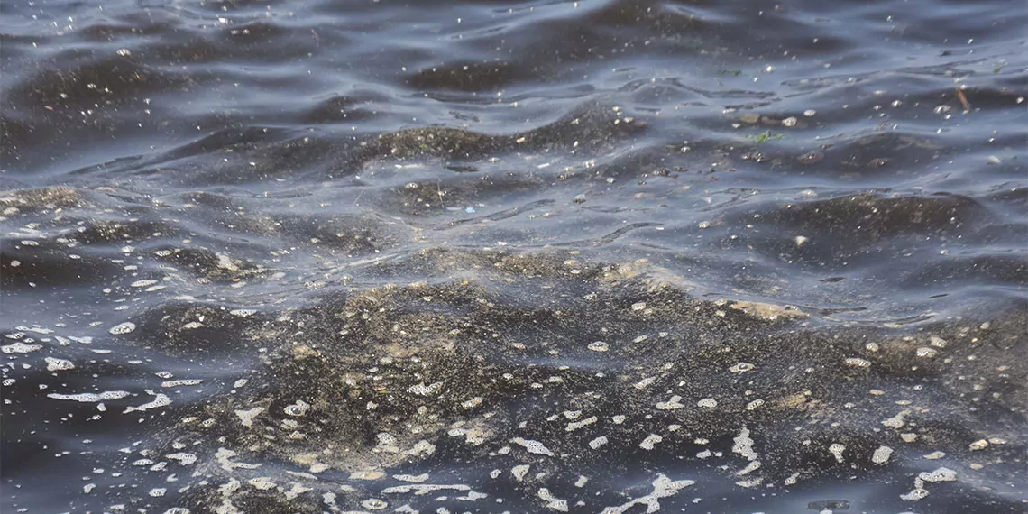 İzmir körfezi'nde makro alg tehlikesi