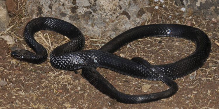 Karayılan hiçbir zaman durduk yere size saldırmaz