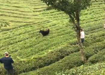 Rize'de kaçan boğa sakinleştirici iğneyle yakalandı