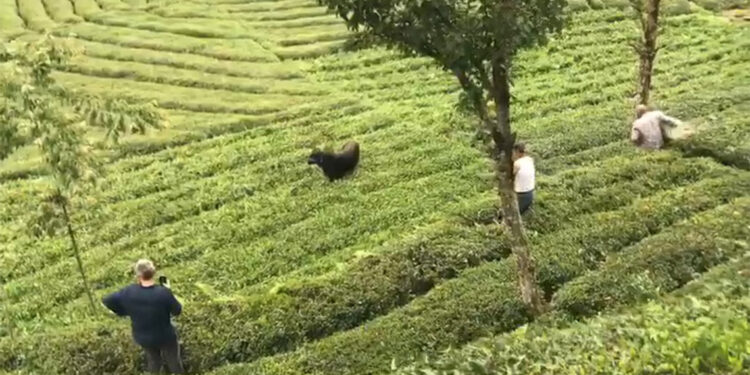 Rize'de kaçan boğa sakinleştirici iğneyle yakalandı