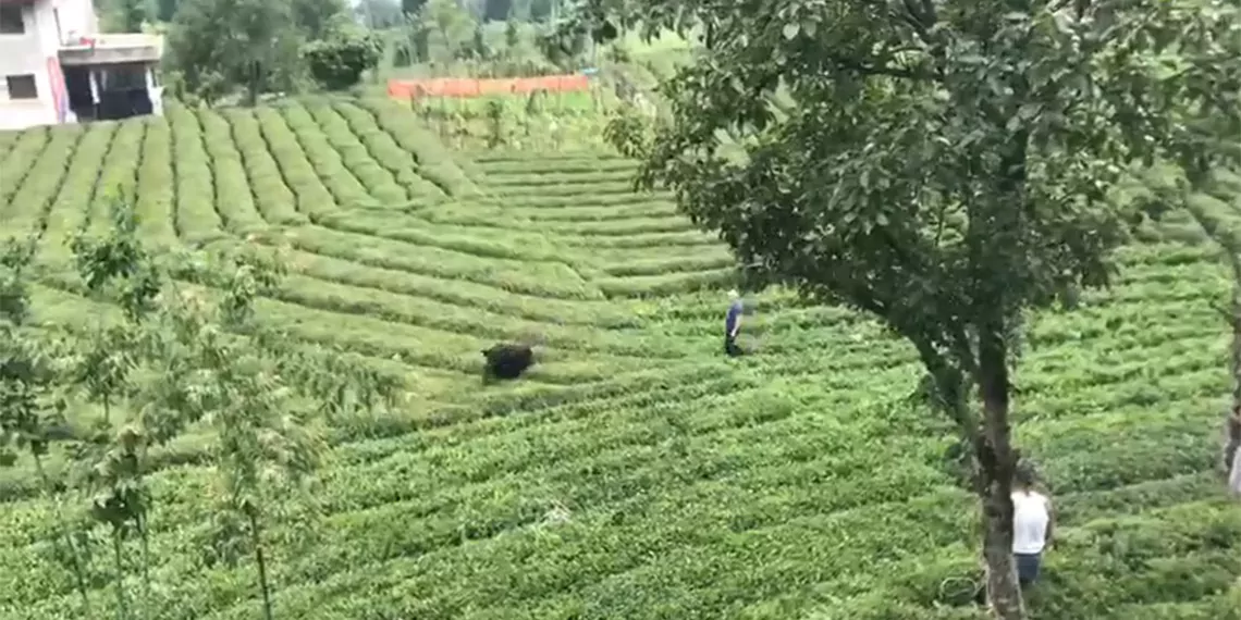 Rize'de kaçan boğa sakinleştirici iğneyle yakalandı