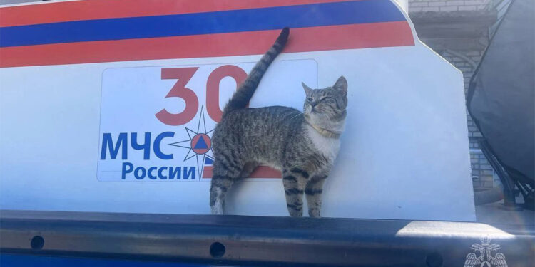 Otomobilleri denetleyen kediye Müfettiş adı verildi