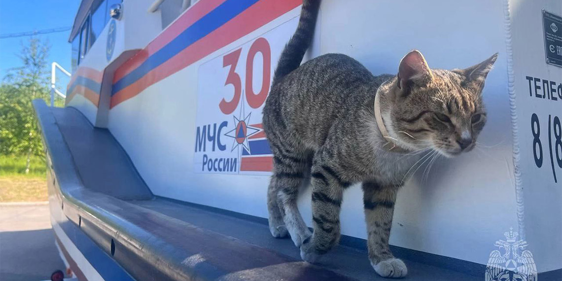 Otomobilleri denetleyen kediye Müfettiş adı verildi