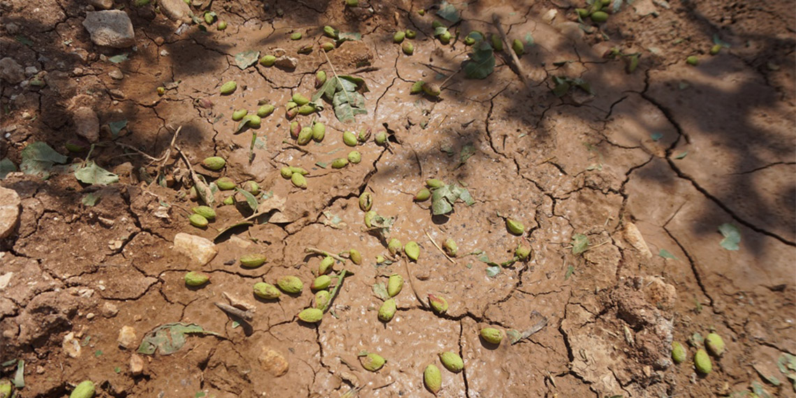 Siirt'te dolu yağışı yeşil altın olarak tabir edilen fıstık bahçelerine büyük zarar verdi. Kentte 30 Mayıs’ta etkili olan dolu yağışı nedeniyle Tillo ilçesinde fıstık bahçeleri büyük zarar gördü.