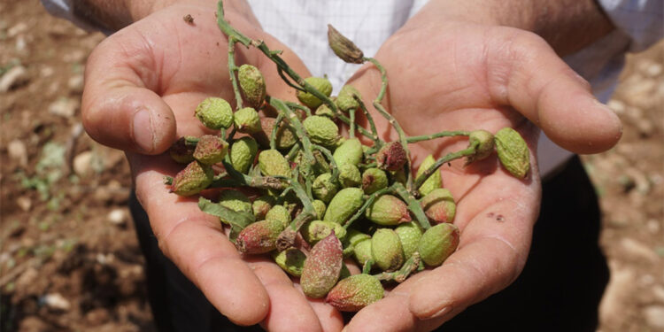 Siirt'te dolu yağışı yeşil altını vurdu