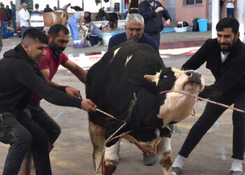 Sivas'ta kurban kesim noktalarında hareketlilik