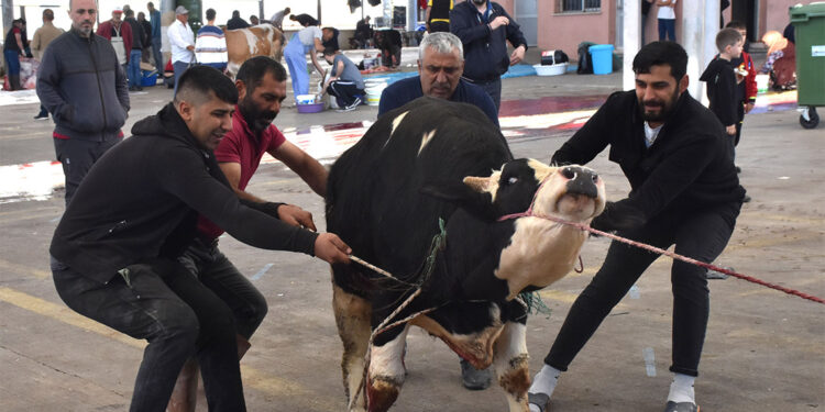 Sivas'ta kurban kesim noktalarında hareketlilik