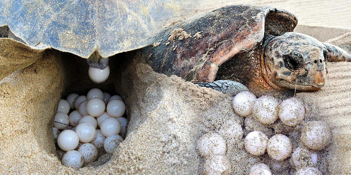 Caretta carettalara dokunmayın