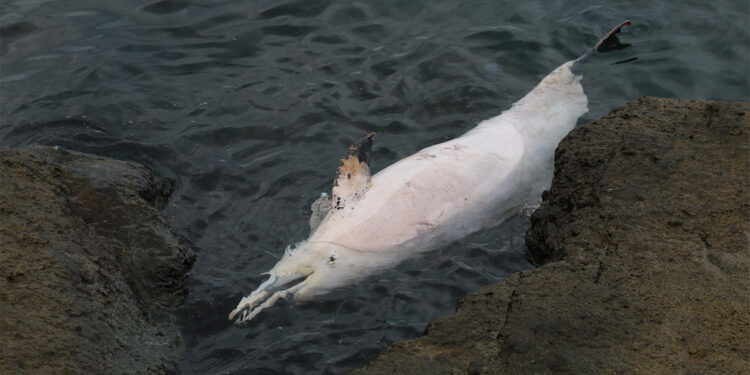 Trabzon'da ölü yunus karaya vurdu