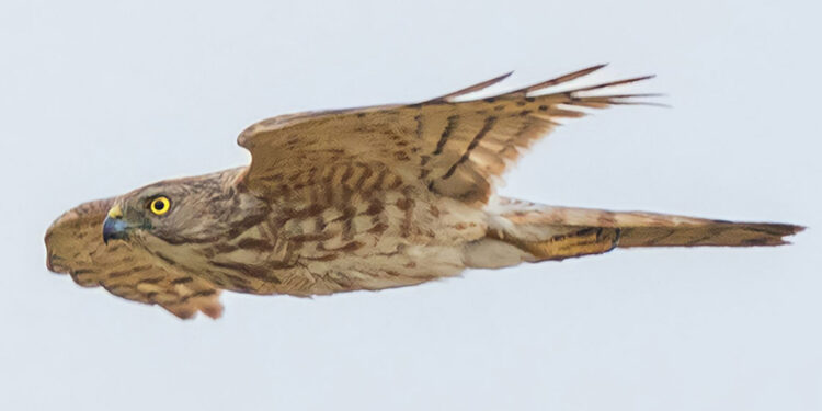 'Şikra' ve 'tepeli arı şahini' ilk kez konar vaziyette görüntüledi
