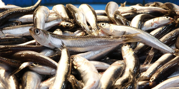 Türkiye'de denizlerde avlanan 2 balıktan 1'i hamsi