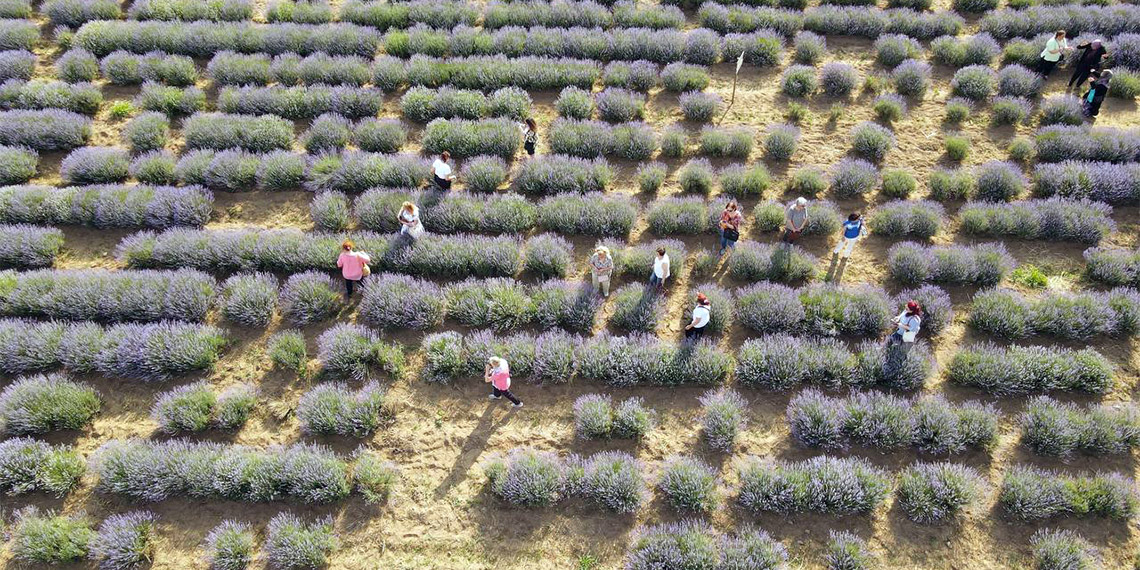 Trakya'da, 8 yıl önce ilk kez Trakya Tarımsal Araştırma Enstitüsü tarafından üretilen ve aradan geçen süreçte bugün ekim alanı 3 bin 600 dekara ulaşan lavantada hasat mesaisi başladı.