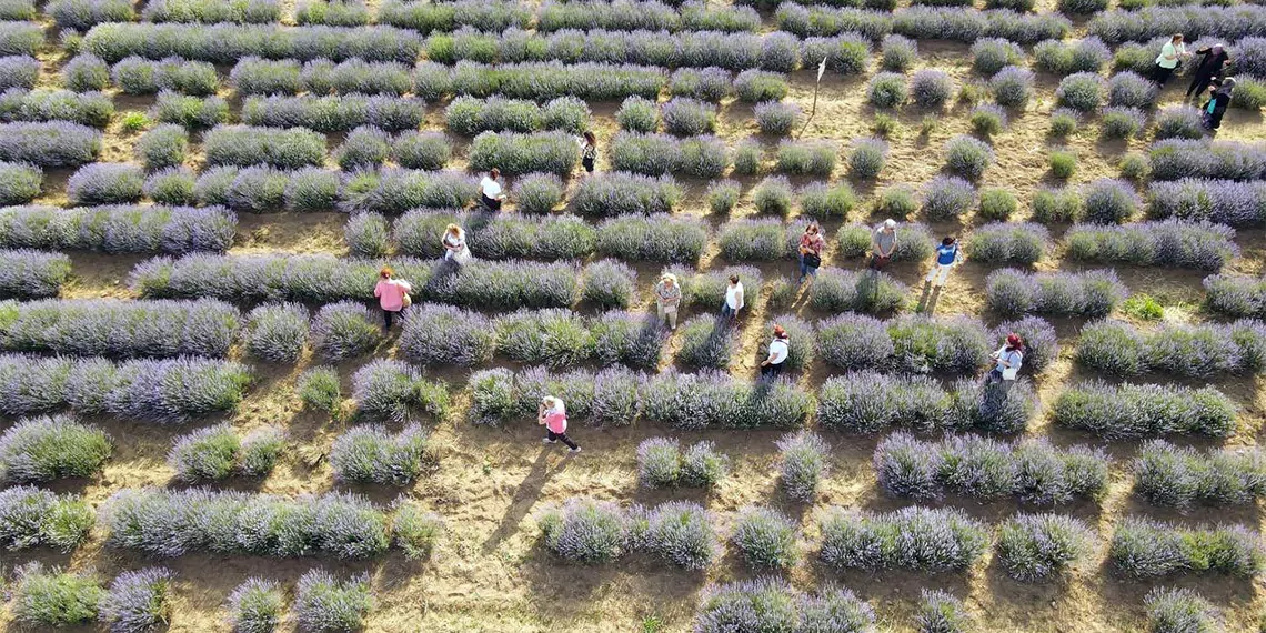 Trakya'da, 8 yıl önce ilk kez trakya tarımsal araştırma enstitüsü tarafından üretilen ve aradan geçen süreçte bugün ekim alanı 3 bin 600 dekara ulaşan lavantada hasat mesaisi başladı.