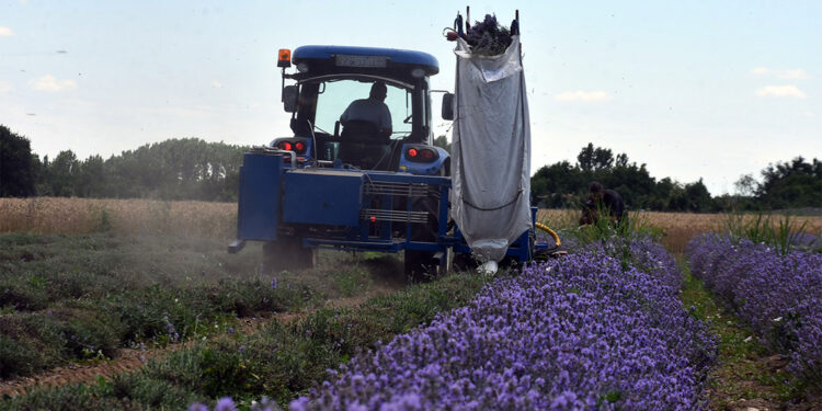 Lavantada hasat mesaisi