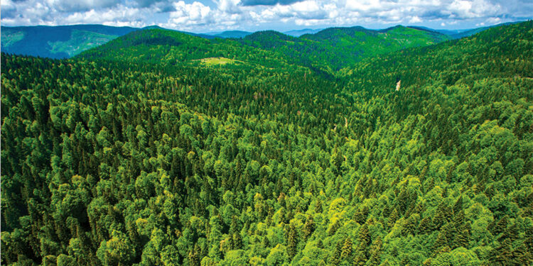 Türkiye'nin en yeşil kentleri