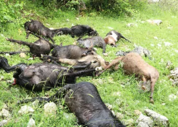 Üzerlerine yıldırım düşen 13 keçi öldü
