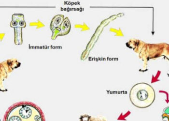 Kist bulunan organlar gömülerek bertaraf edilmeli