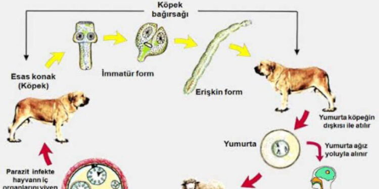 Kist bulunan organlar gömülerek bertaraf edilmeli
