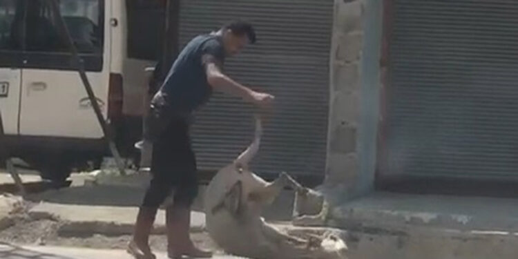 Koyunu darbedip bayılttı