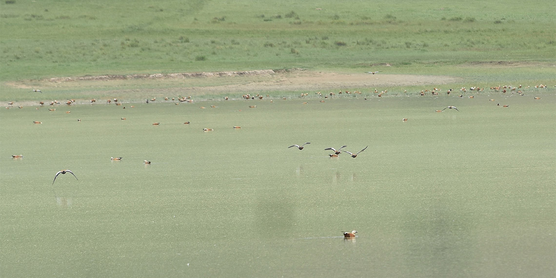 Sivas'ın Ulaş ilçesinde önceki yıllarda özellikle yaz döneminde yaşanan kuraklık nedeni ile tamamen kuruyan Kellah Gölü suya kavuştu.
