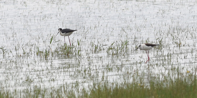 Kellah Gölü suya kavuştu