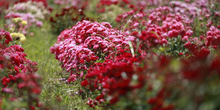Yalova yerli ve milli gül üretim üssüne dönüştü