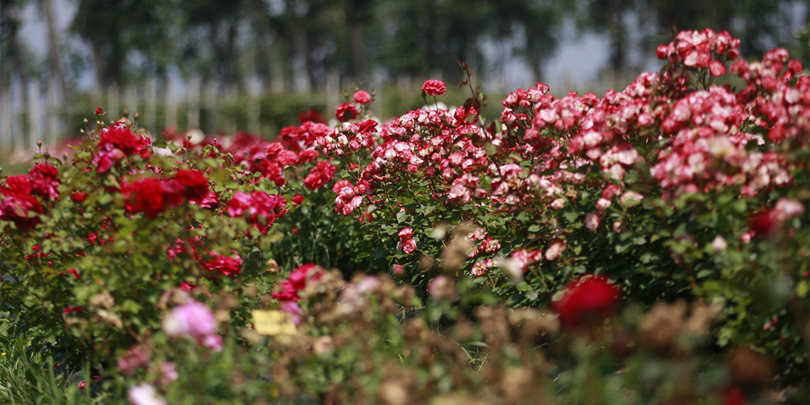 Yalova yerli ve milli gül üretim üssüne dönüştü