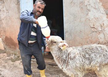 Yaşamaz denilen montofon cinsi buzağıya bebek gibi bakıyor