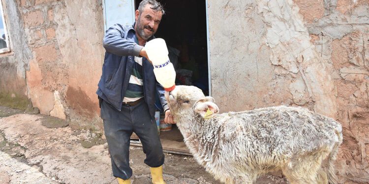 Yaşamaz denilen montofon cinsi buzağıya bebek gibi bakıyor