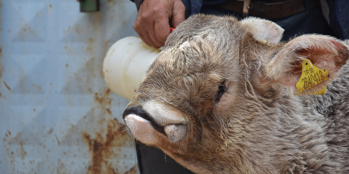 Yaşamaz denilen montofon cinsi buzağıya bebek gibi bakıyor