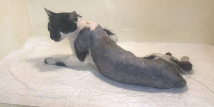 Havalı tüfekle vurulan kedi felç oldu