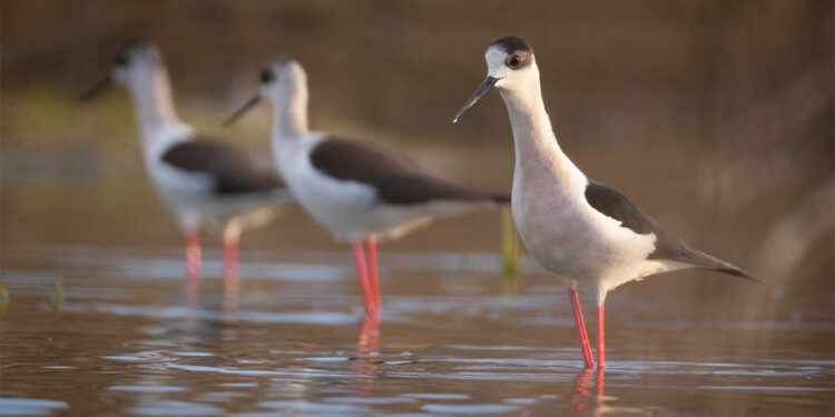 145 alanda 2 milyonu aşkın su kuşu sayıldı
