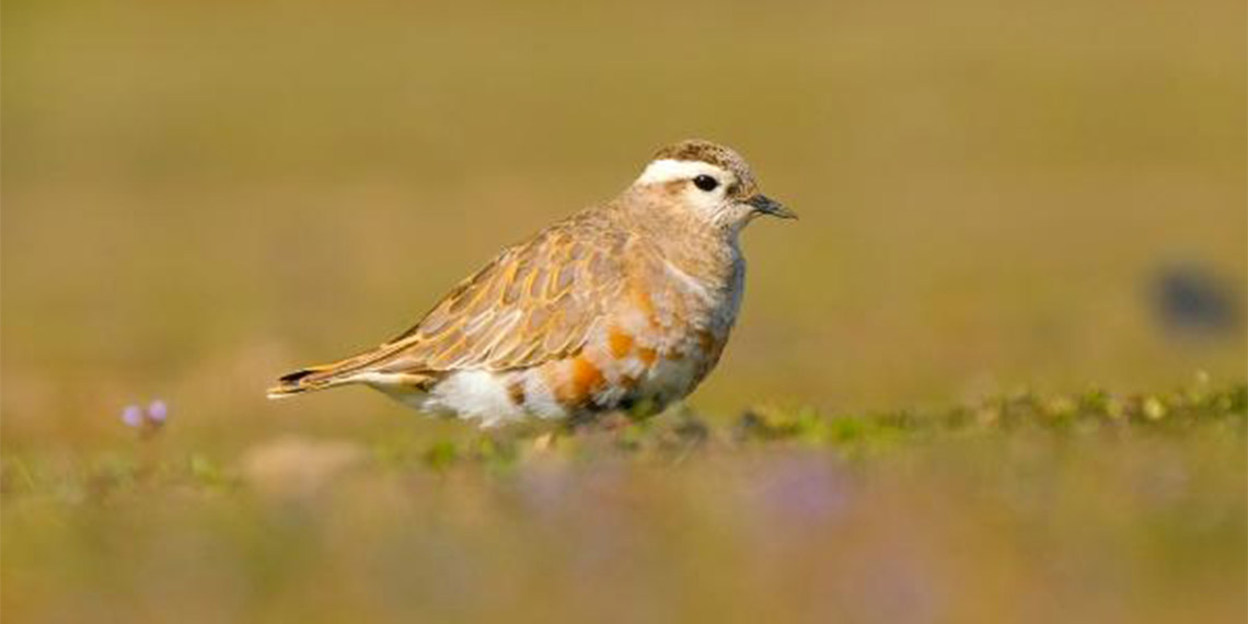 DKMP Genel Müdürlüğü'nce, yaban hayvanlarının yaşam alanları ile birlikte korunması, geliştirilmesi çalışmaları kapsamında 145 alanda 2 milyonu aşkın su kuşu sayıldı; kuruyan 3 gölde kuş görülmedi.