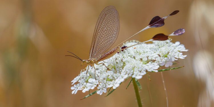 Lertha Extensa isimli böcek Diyarbakır'da görüntülendi